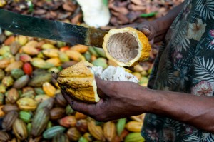 Muchos pequeños productores no tienen ni idea del valor de sus productos, por lo que venden su cacao a un precio de mercado inferior.
